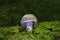 Cortinarius alboviolaceus is a basidiomycete mushroom of the genus Cortinarius native to Europe.