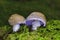 Cortinarius alboviolaceus is a basidiomycete mushroom of the genus Cortinarius native to Europe.