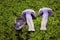 Cortinarius alboviolaceus is a basidiomycete mushroom of the genus Cortinarius native to Europe.