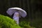 Cortinarius alboviolaceus is a basidiomycete mushroom of the genus Cortinarius native to Europe.