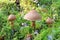 Cortinarius armillatus. Three mushrooms in August