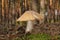 Cortinarius caperatus fungus