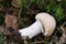 Cortinarius caperatus,  gypsy mushroom closeup