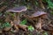 Cortinarius hercynicus