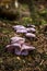 Cortinarius - Inedible fungus