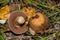 Cortinarius mushroom. Mushroom grows in a dark dense oak forest. Mushroom closeup.