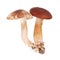 Cortinarius mushrooms