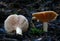 Cortinarius mushrooms growing on the moss