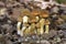 Cortinarius orellanus is a rare species of poisonous mushroom.