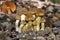 Cortinarius orellanus is a rare species of poisonous mushroom.