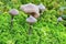 Cortinarius paleiferus fungus growing in the green moss