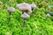 Cortinarius paleiferus mushrooms