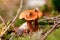 Cortinarius rubellus, deadly webcap