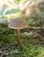 Cortinarius sp mushroom in a forest in Algonquin Park