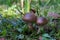 Cortinarius subpurpurascens is found in older deciduous forests and parks on calcareous or clay soils.