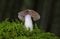 Cortinarius, it is suspected to be the largest genus of agarics, containing over 2,000 widespread species