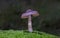 Cortinarius, it is suspected to be the largest genus of agarics, containing over 2,000 widespread species