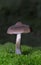 Cortinarius, it is suspected to be the largest genus of agarics, containing over 2,000 widespread species