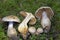 Cortinarius, it is suspected to be the largest genus of agarics, containing over 2,000 widespread species