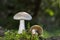 Cortinarius, it is suspected to be the largest genus of agarics, containing over 2,000 widespread species