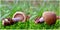 Cortinarius torvus mushroom