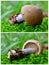 Cortinarius torvus mushroom