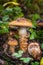 cortinarius trivialis edible fungus