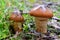 Cortinarius trivialis mushroom