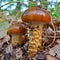 Cortinarius trivialis mushroom