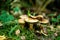 Cortinarius trivialis mushrooms