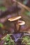 Cortinarius trivialis mushrooms