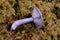 Cortinarius violaceus