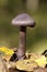 Cortinarius violaceus