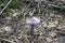 Cortinarius violaceus, purple mushroom