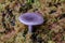 Cortinarius violaceus in Red Stemmed Feather Moss
