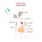 Cortisol health effects. Human`s body with internal organs affected by cortisol.