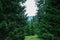 Corvara - August: Forest panorama in a cloudy day