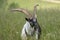 Corvara - August: a young mountain goat in Piz Boe