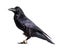 Corvus corax. Common Raven in front of white background.