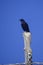 Corvus corax - The great raven, is a species of passerine bird in the Corvidae family.