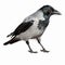 Corvus cornix, Hooded Crow.