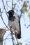 Corvus cornix, Hooded Crow.