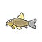 cory catfish color icon vector illustration