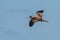 A Cory`s Shearwater, Calonectris borealis, seabird.