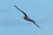 A Cory`s Shearwater, Calonectris borealis, seabird in flight.