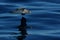 Cory\'s Shearwater (Calonectris Diomedea)
