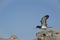 Cory shearwater Calonectris borealis taking flight.
