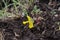 Corydalis aurea Golden Corydalis Papaveraceae