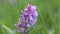 Corydalis Blue field flower a close up in sunny day