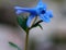 Corydalis cashmeriana, Blue corydalis, Kashmir corydalis
